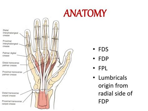 fdp medical abbreviation.